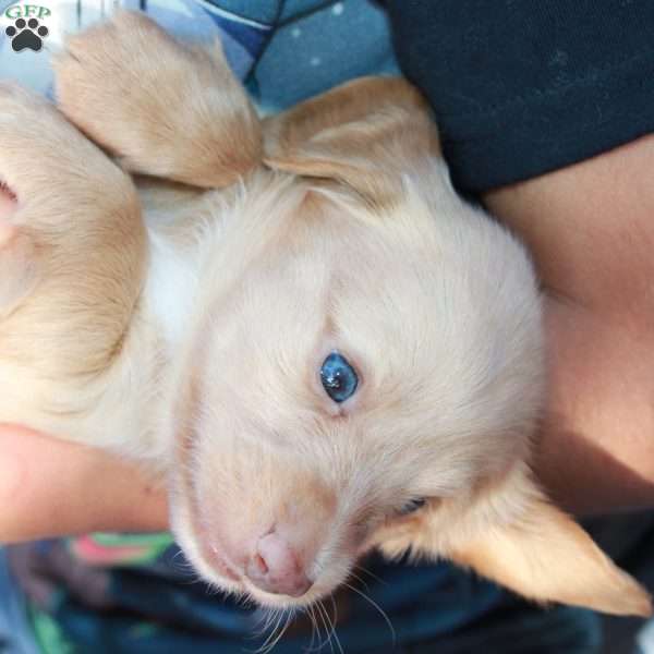 Teddy boy- Mini, Dachshund Puppy